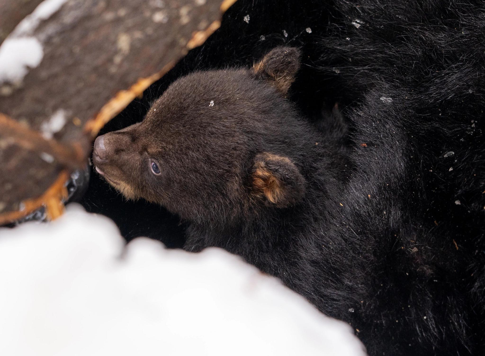 Fluffy top black bear